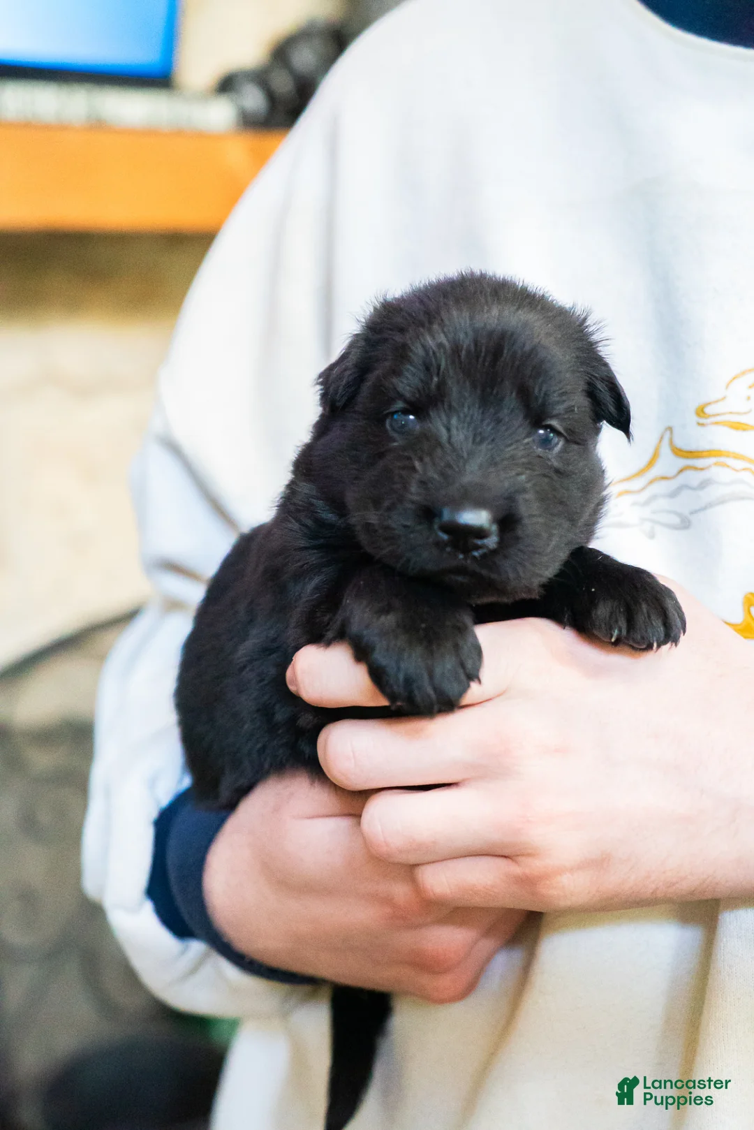 German Shepherd dogs for sale: German Shepherd Puppy 6 - Ad 1