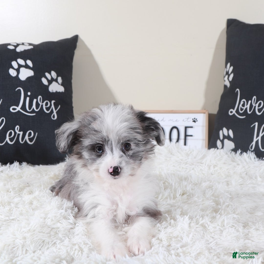Mini Aussiedoodle dogs for sale: Mini Aussiedoodle Jessie - Ad 2