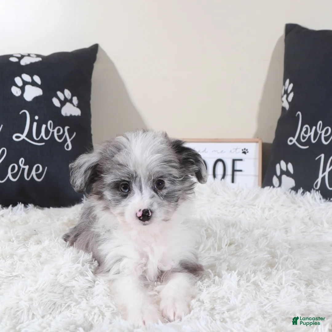 Mini Aussiedoodle dogs for sale: Mini Aussiedoodle Jessie - Ad 2