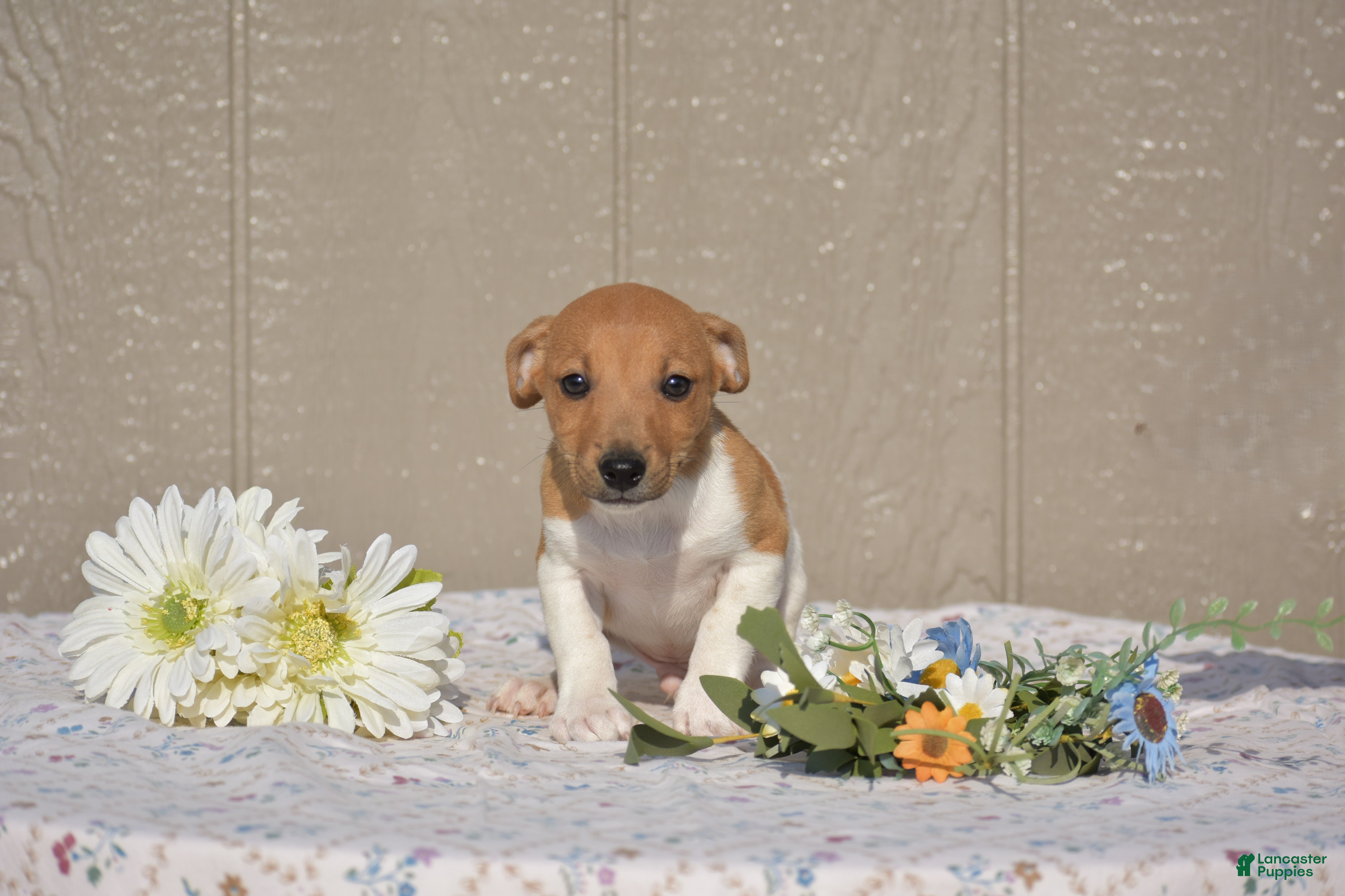 Jack Russell Terrier dogs for sale: Coffee - Ad 4