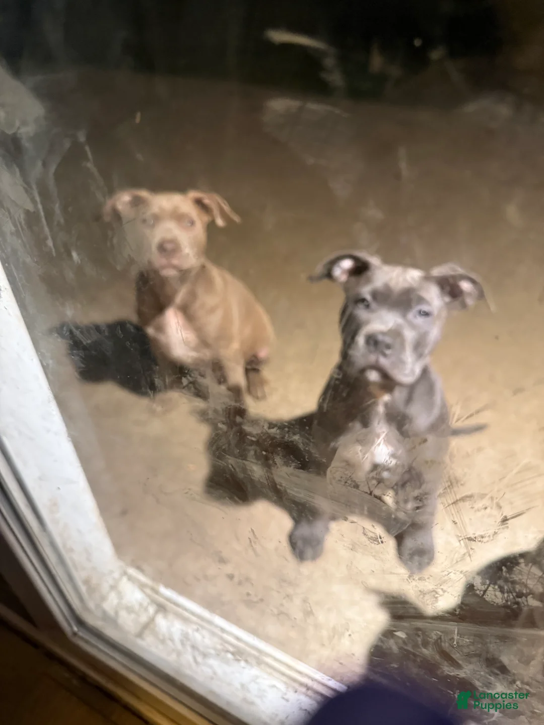 American Bully dogs for sale: Red Boy - Ad 1