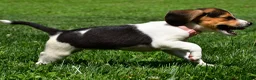 Beagle dogs for sale: Velvet - Ad 3