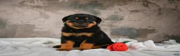 Rottweiler dogs for sale:  Sasha 🐾 - Ad 4
