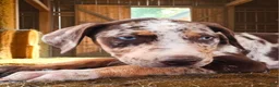 Catahoula Leopard Dog dogs for sale: MS 2026 Female 2 - Ad 2