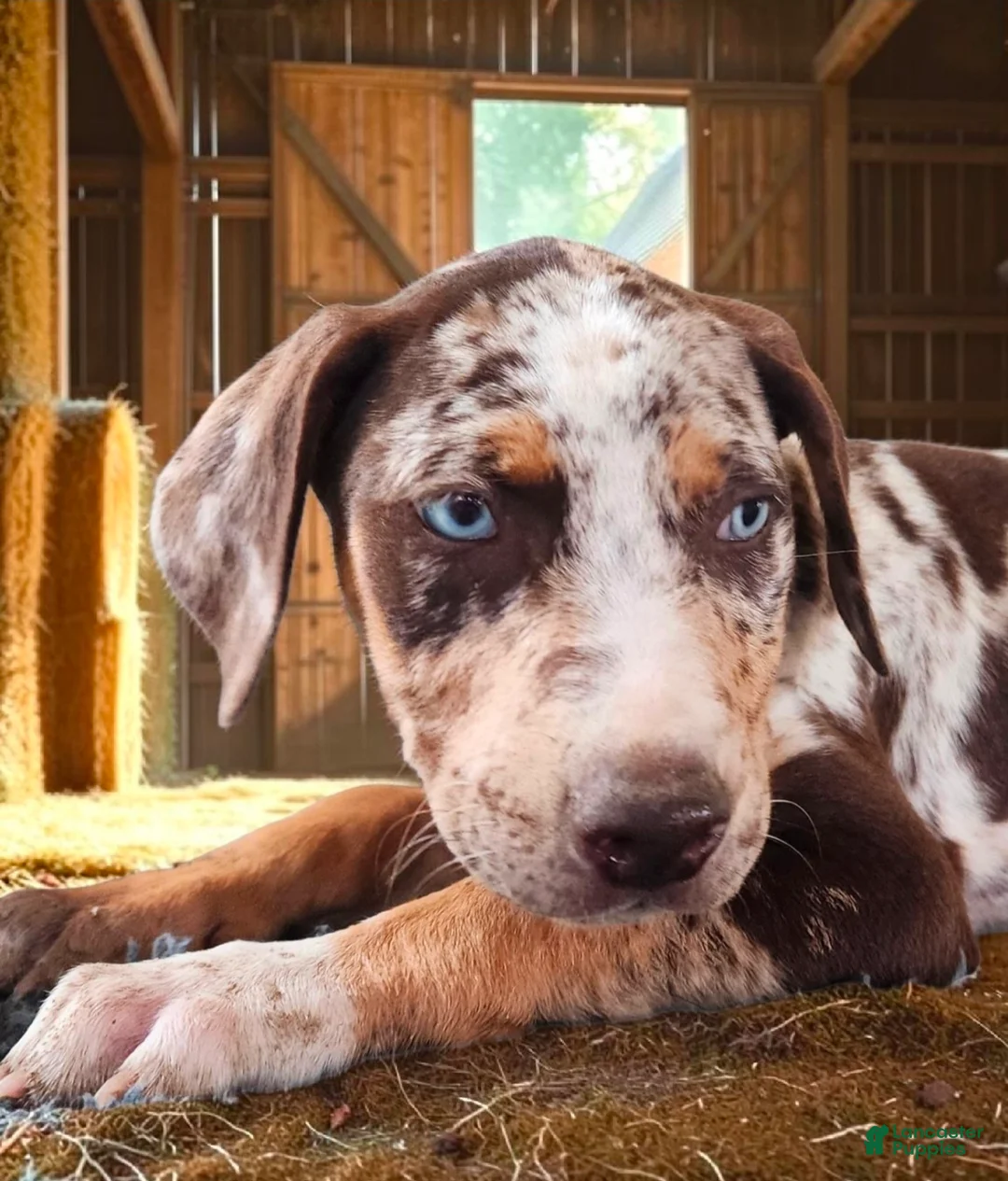 Catahoula Leopard Dog dogs for sale: MS 2026 Female 2 - Ad 2