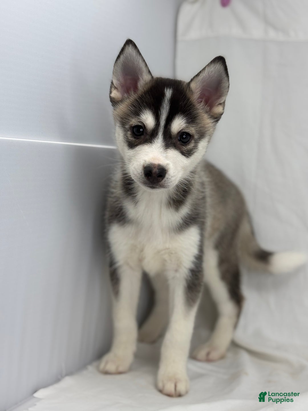 Pomsky dogs for sale: Camila  - Ad 3