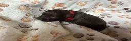 Miniature Schnauzer dogs for sale: Miniature Schnauzer 2 - Ad 9