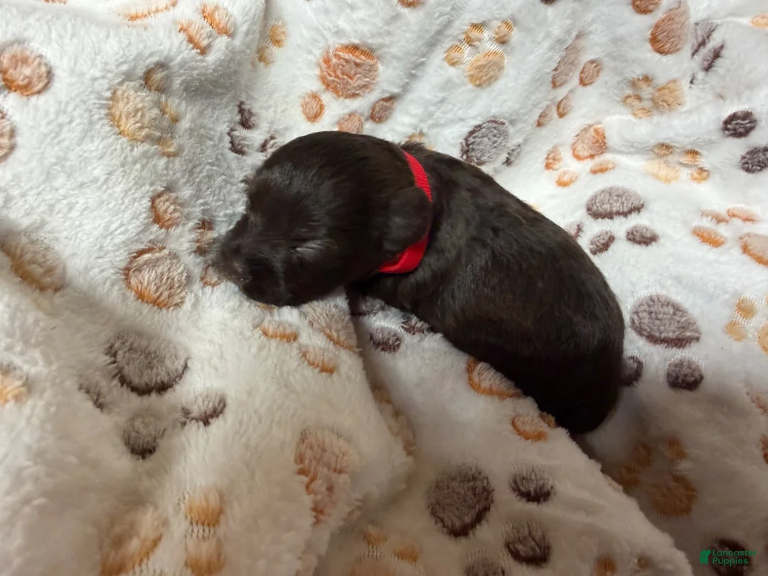 Miniature Schnauzer dogs for sale: Miniature Schnauzer 2 - Ad 9