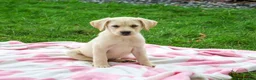 Labrador Retriever dogs for sale: Robin - Ad 4