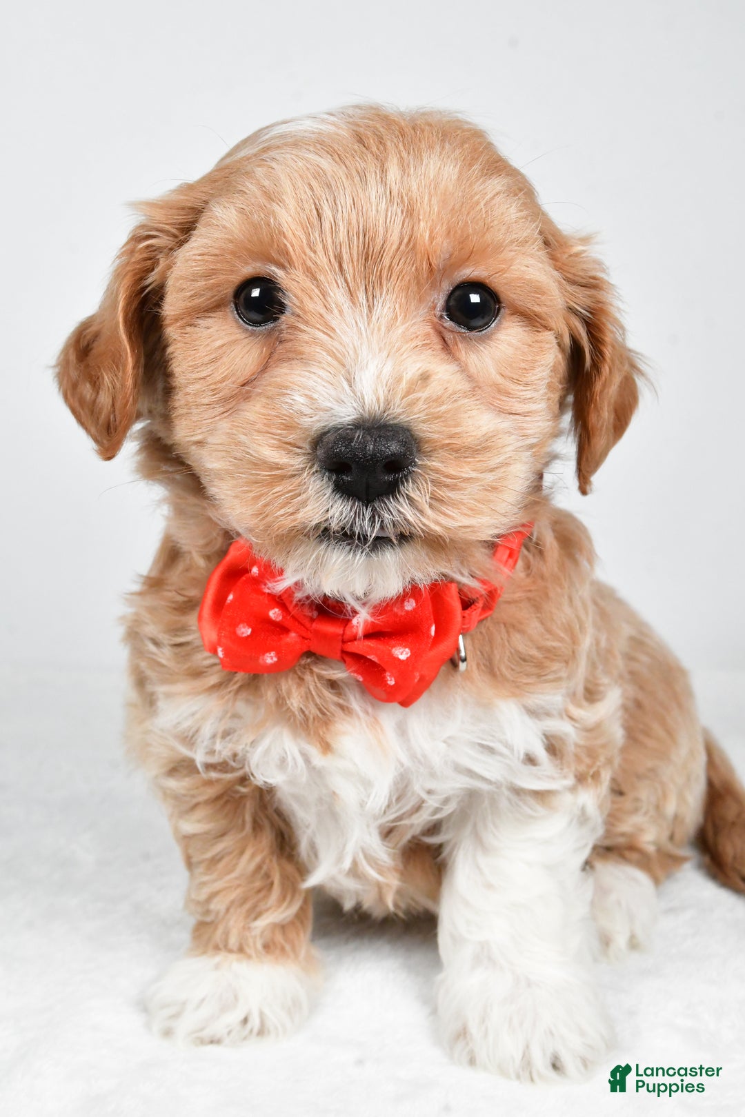 Maltipoo dogs for sale: Jake - Ad 5