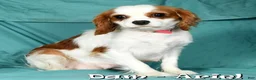 Cavapoo dogs for sale: Parker - Ad 10