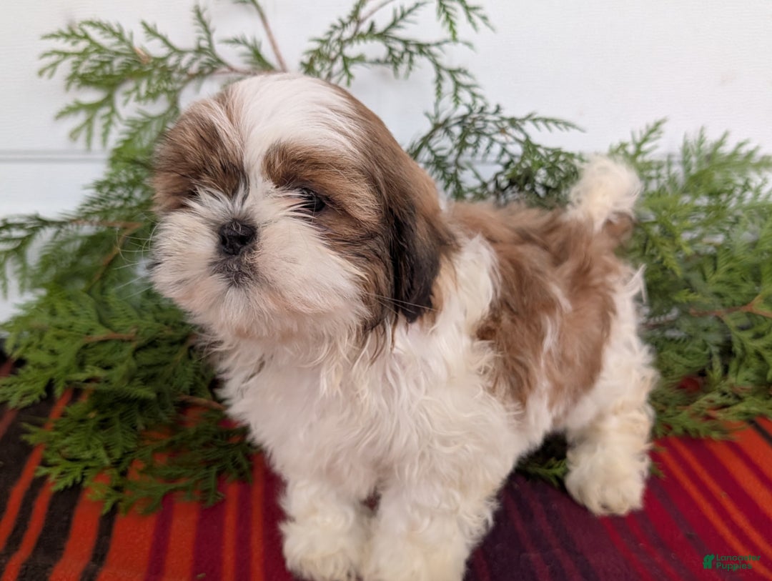 Shih Tzu dogs for sale: Bandit - Ad 5