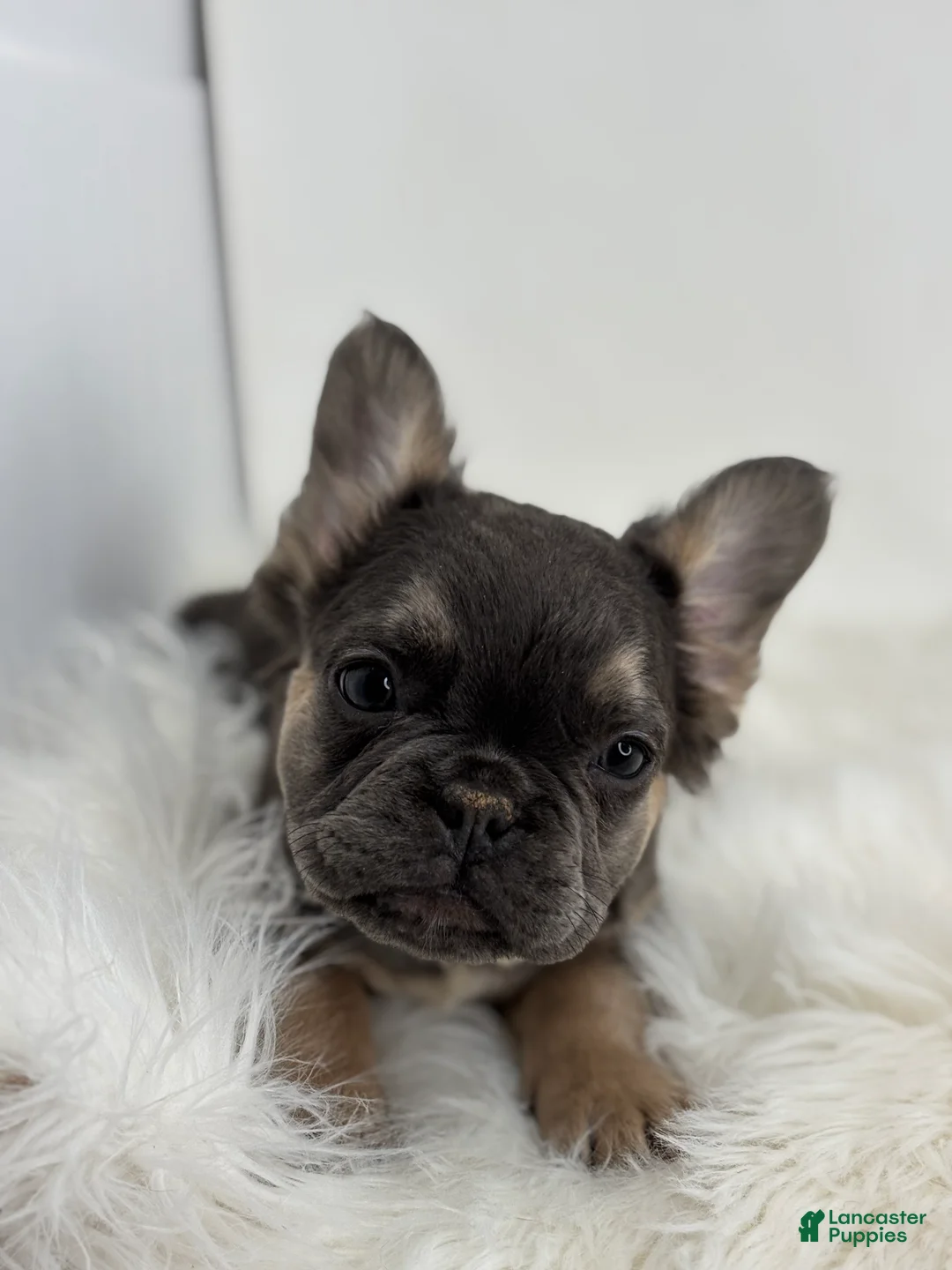 French Bulldog dogs for sale: Piper - Ad 4