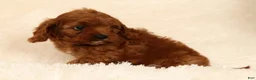 Cavapoo dogs for sale: Roger - Ad 6