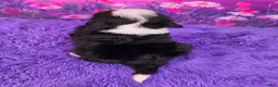 Mini Bernedoodle dogs for sale: Crema - Ad 4