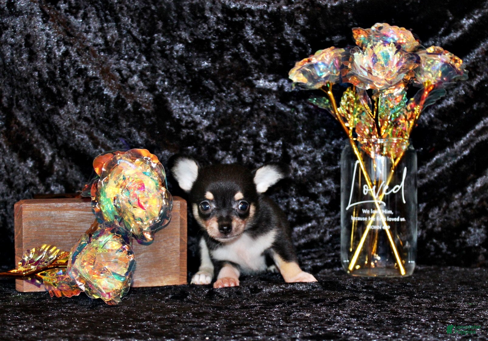 Chihuahua dogs Zafira - Ad 17
