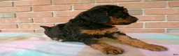 Cockapoo dogs for sale: Cassie - Ad 6