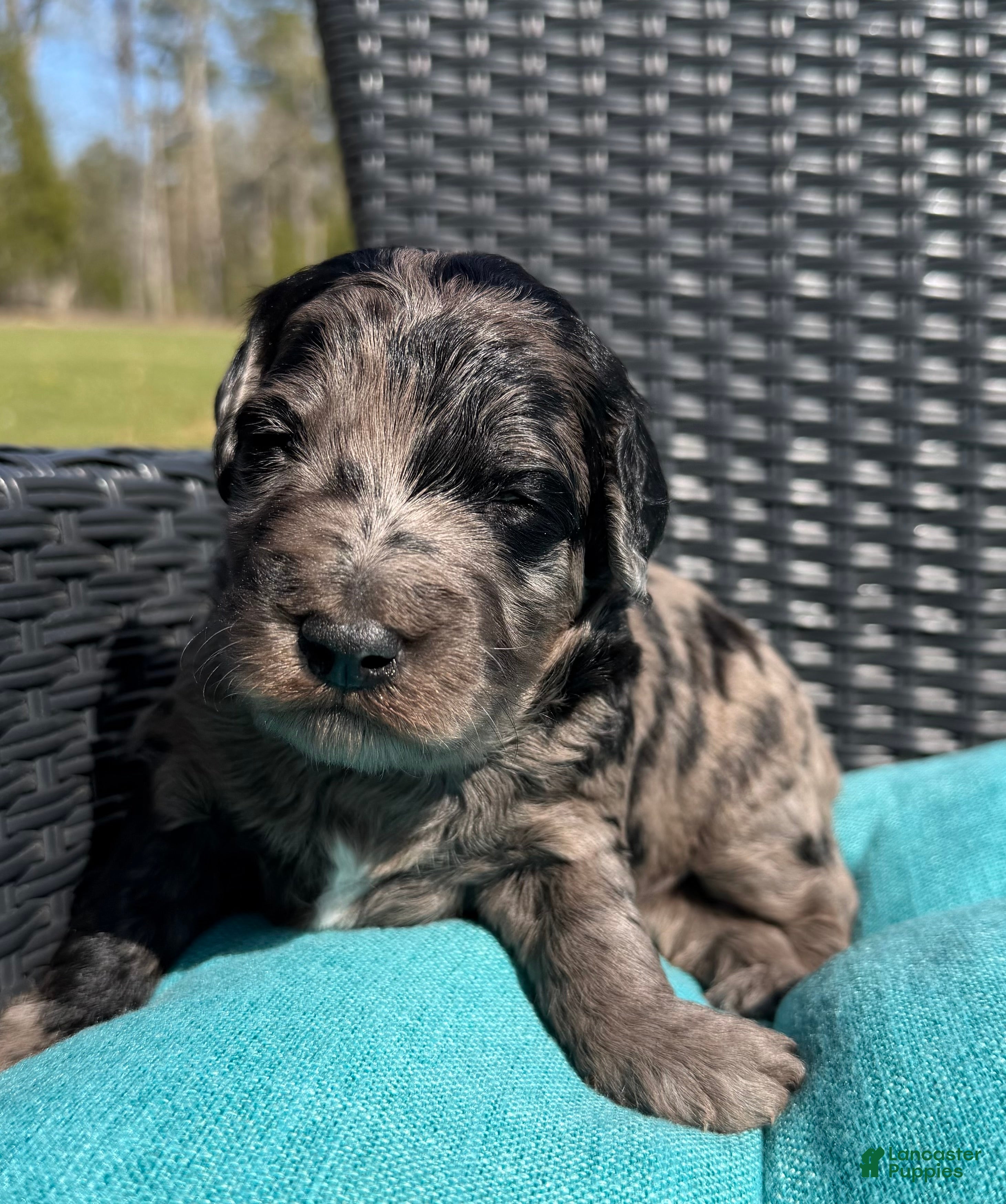 Mixed Breed dogs for sale: Peep - Ad 4