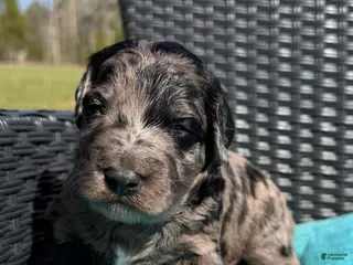 Mixed Breed dogs for sale: Peep - Ad 4