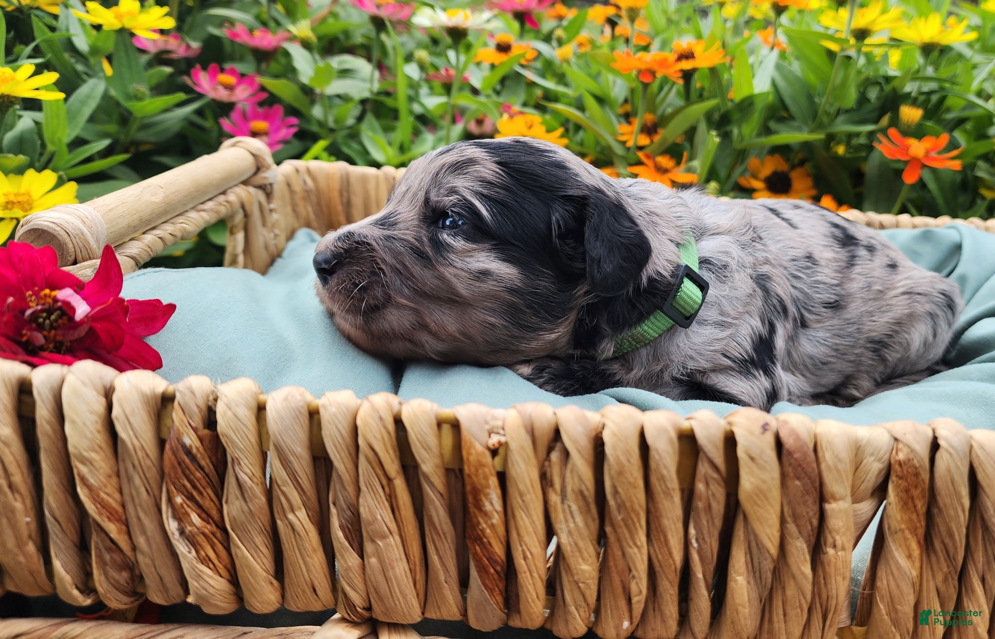 Mini Sheepadoodle dogs Artemis  - Ad 2