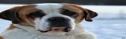 Saint Bernard dogs for sale: Missy - AKC Champion Bloodlines - Ad 13