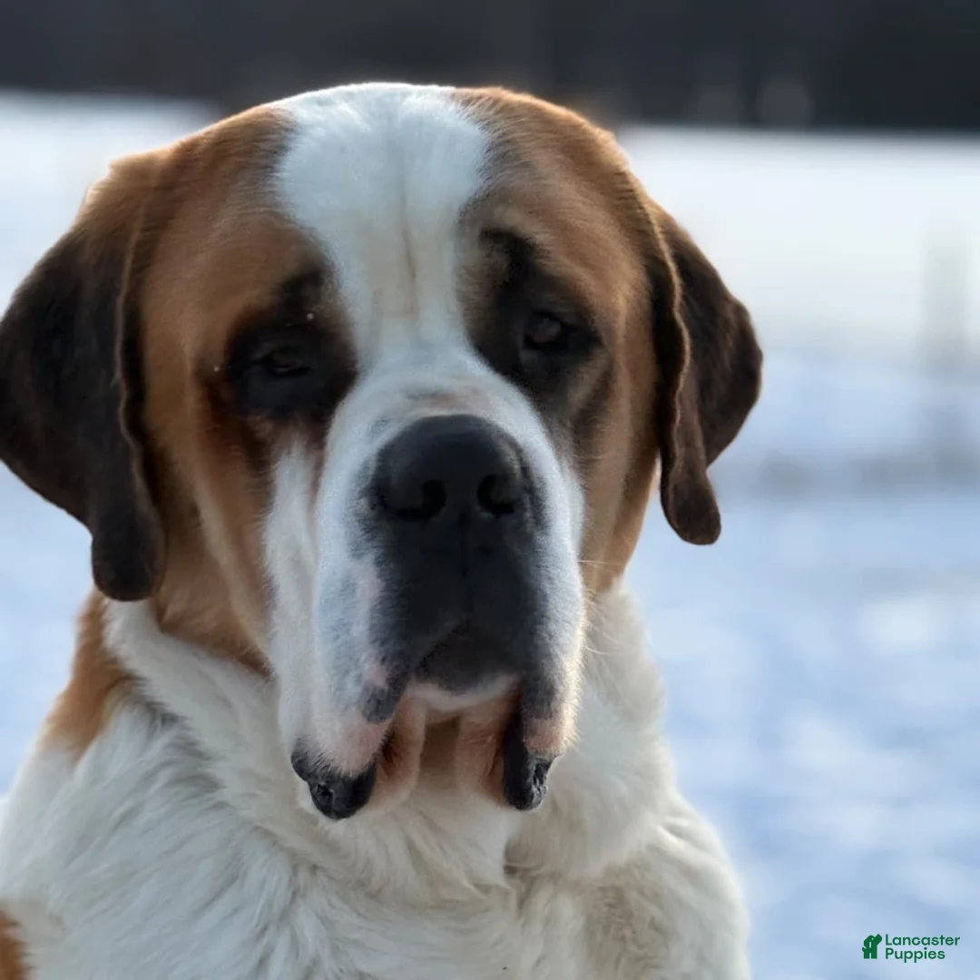 Saint Bernard dogs for sale: Missy - AKC Champion Bloodlines - Ad 13