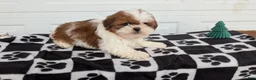 Shih Tzu dogs for sale: Parker - Ad 7