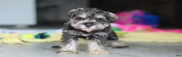 Miniature Schnauzer dogs for sale: Clementine - Ad 13