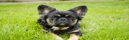 French Bulldog dogs for sale: Truffle - Ad 7