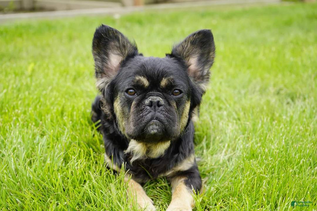 French Bulldog dogs for sale: Truffle - Ad 7