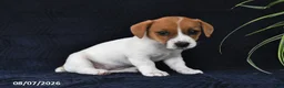 Jack Russell Terrier dogs for sale: Yvonne - Ad 3