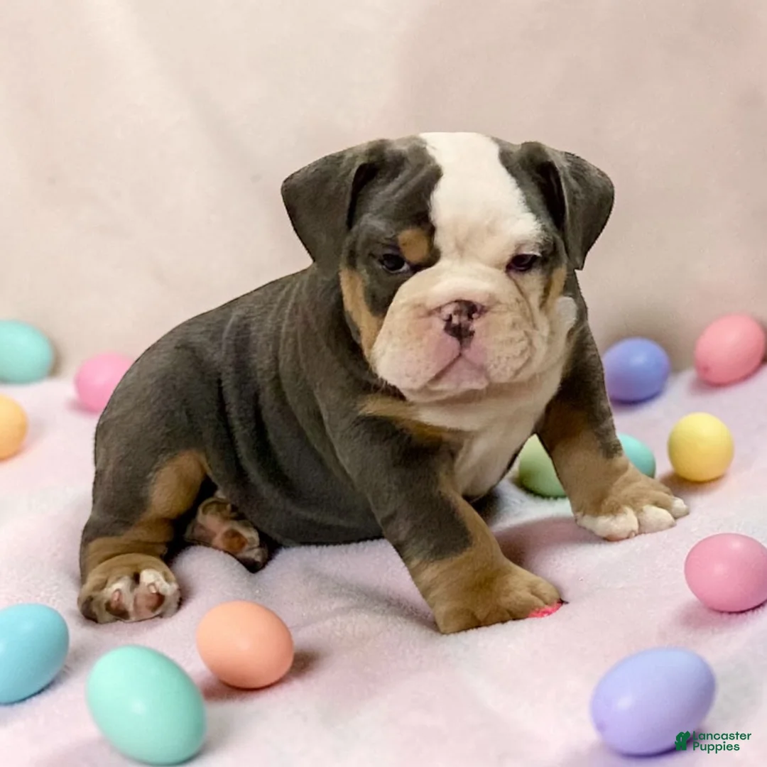 English Bulldog dogs for sale: Blue Beauty - Ad 1