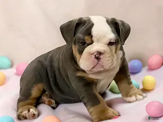 English Bulldog dogs for sale: Blue Beauty - Ad 1
