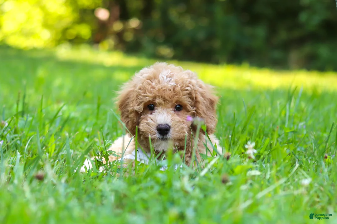 Bichpoo dogs for sale: Charlie  - Ad 2