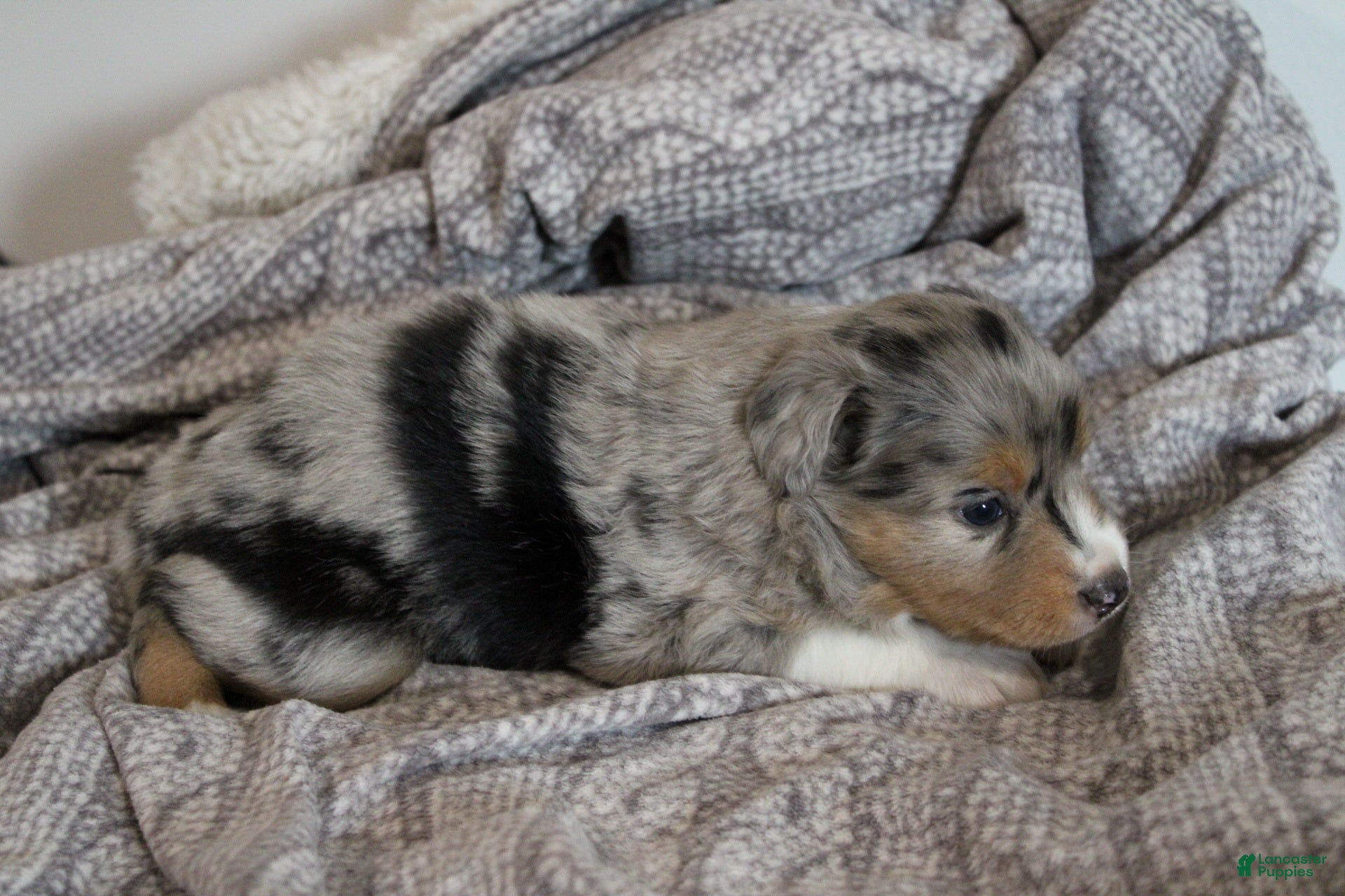 Miniature Australian Shepherd dogs Genesis - Ad 2