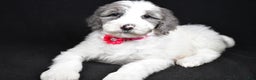 Sheepadoodle dogs for sale: Marsha - Ad 2
