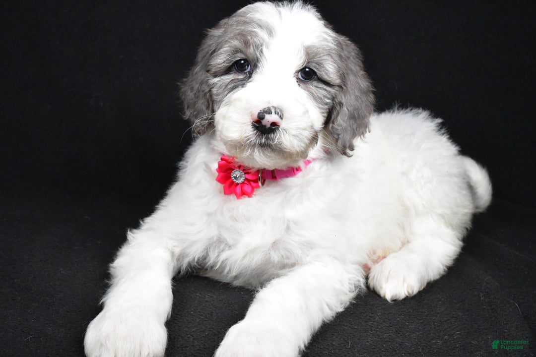 Sheepadoodle dogs for sale: Marsha - Ad 2