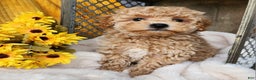 Toy Poodle dogs for sale: Cleo - Ad 5