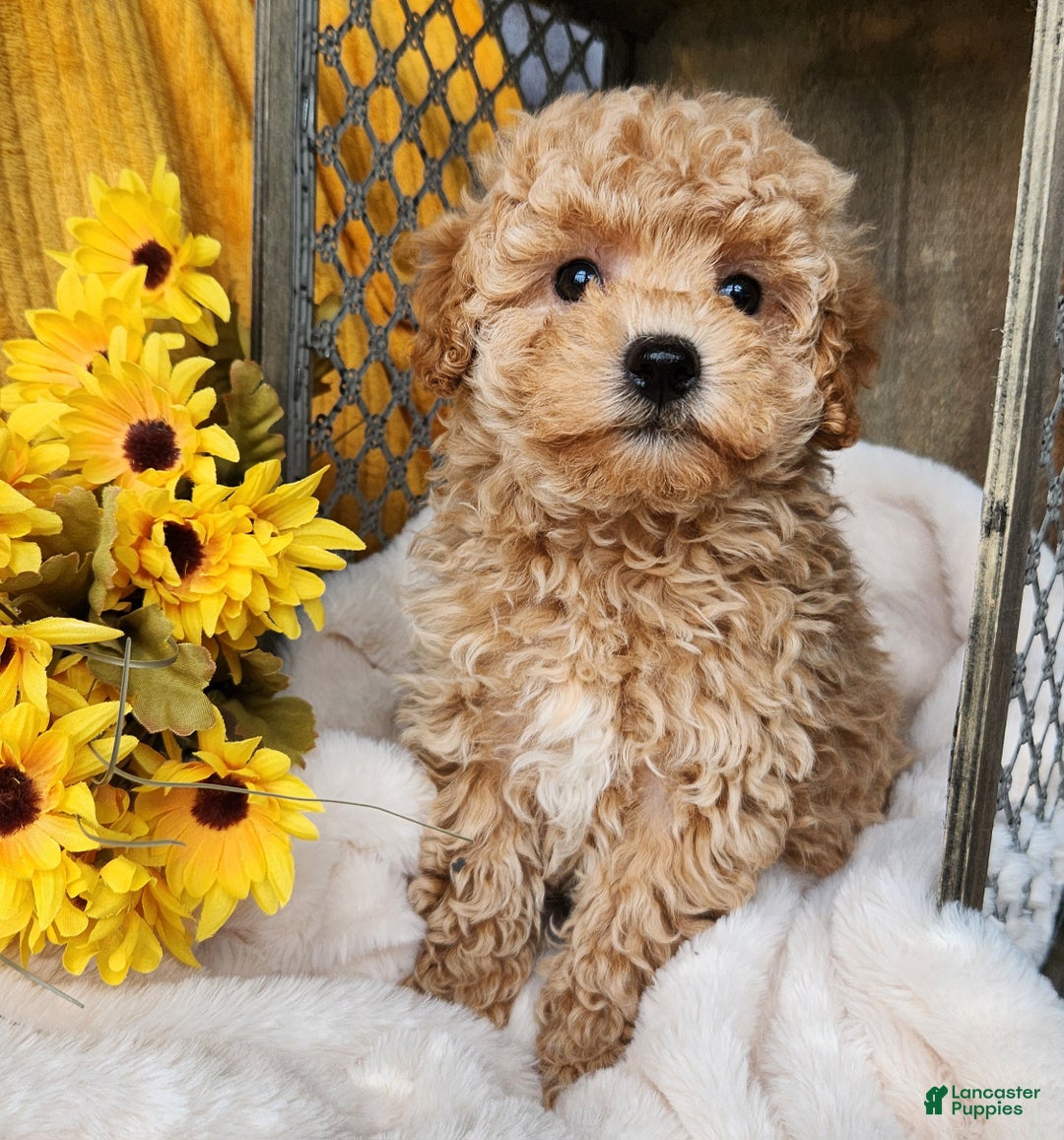 Toy Poodle dogs for sale: Cleo - Ad 5