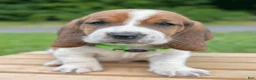 Basset Hound dogs for sale: Oliver - Ad 23