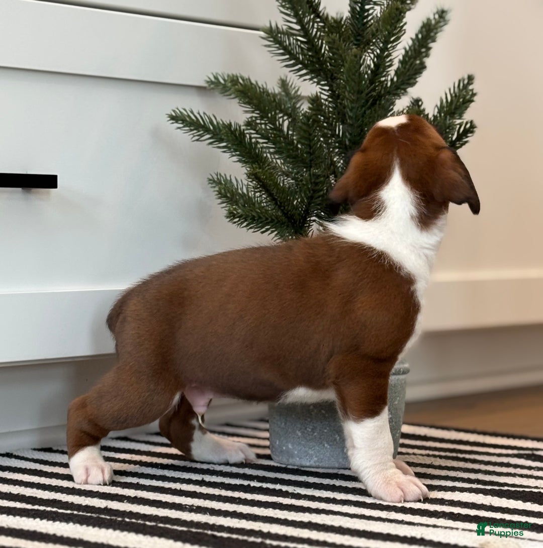 Boxer dogs for sale: Ace - Ad 4