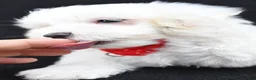 Maltese dogs for sale: Troy - Ad 8