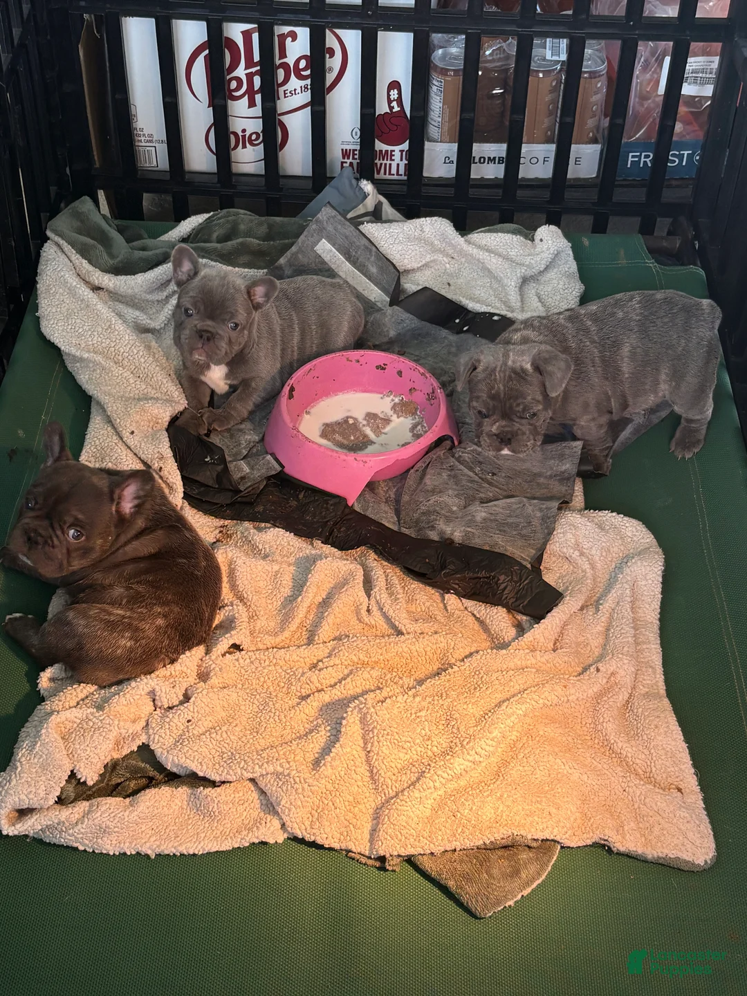 French Bulldog dogs for sale: Lily - Ad 13