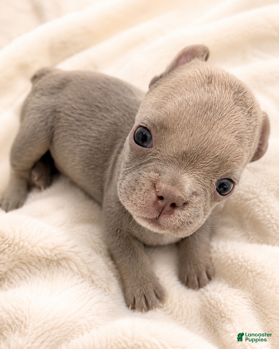 French Bulldog dogs 🐾 Meet Mochi – AKC French Bulldog Male Ready for His Forever Home! - Ad 1