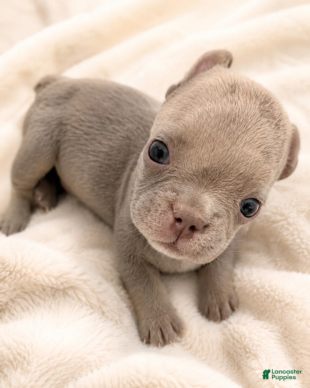 French Bulldog dogs for sale: 😍Ivy- Blue AKC French Bulldog Female | Ready Now! - Ad 14