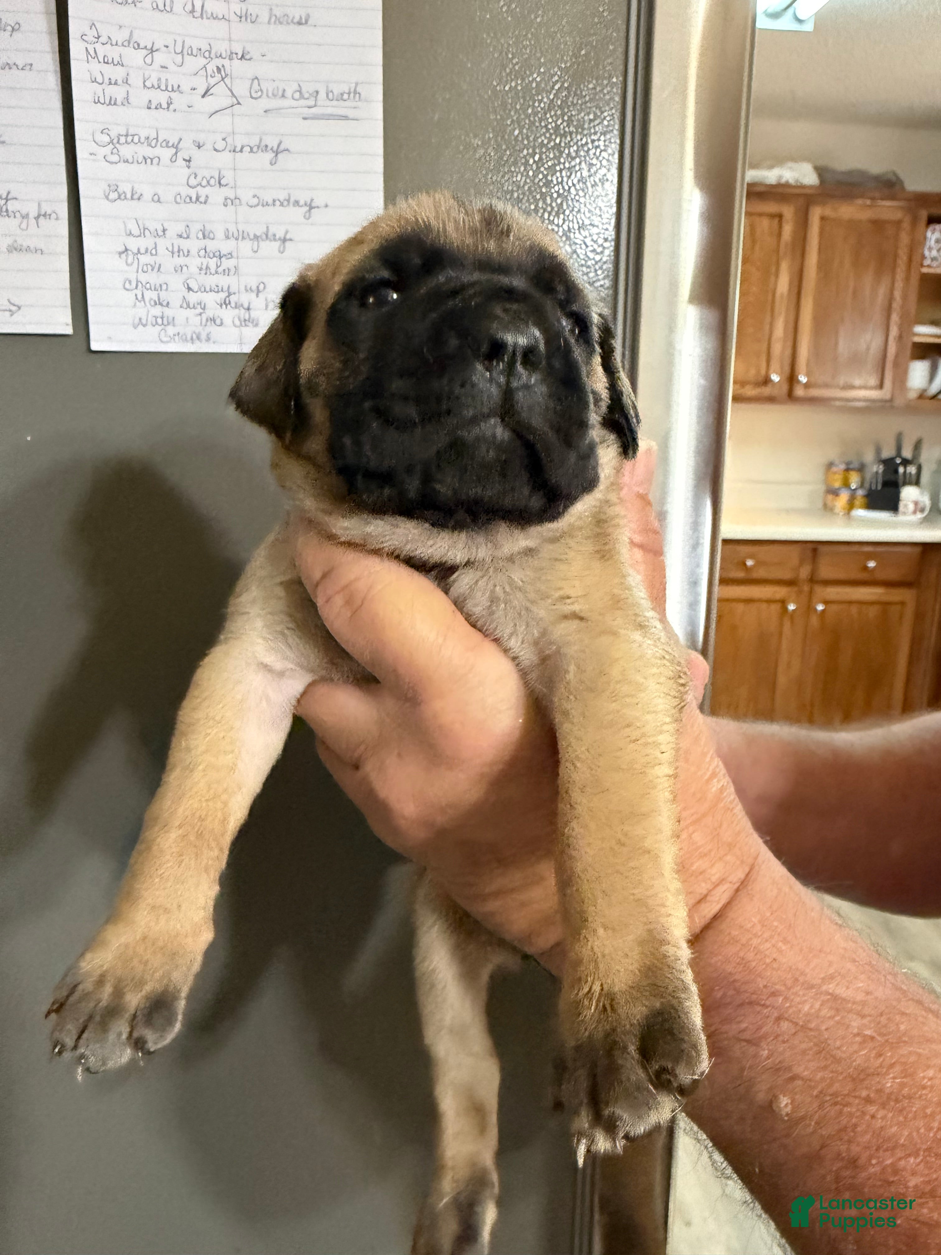 Cane Corso dogs LUNA - Ad 10