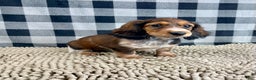 Miniature Dachshund dogs for sale: Kim - Ad 3