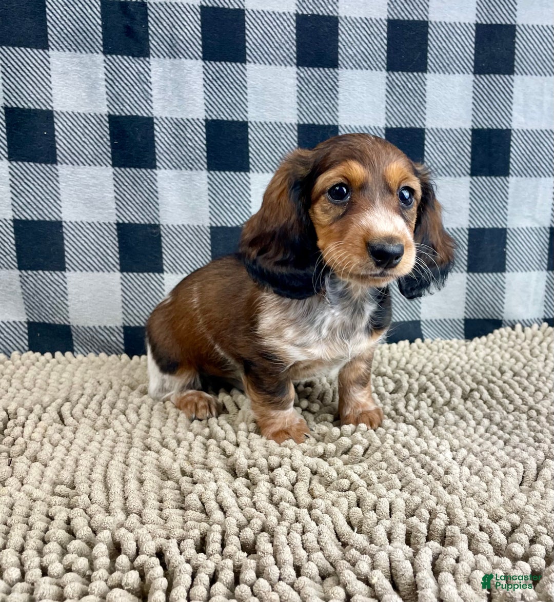 Miniature Dachshund dogs for sale: Kim - Ad 3