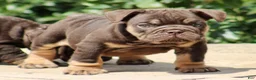 English Bulldog dogs for sale: BRuno  - Ad 4