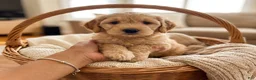 Goldendoodle dogs for sale: Junior  (Multi-gen🐕) - Ad 1